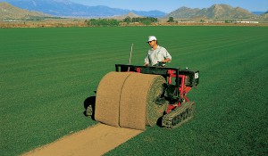 Big roll harvesting