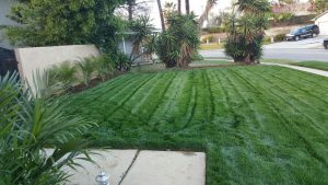 Lawn in Carson, California