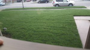 Lawn in Carson, California