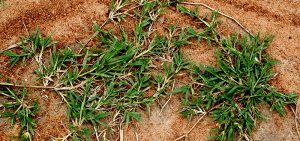 Unwated bermuda grass