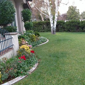 Front Lawn with Elite Plus Fescue