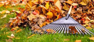 Autumn Lawn with Leaves