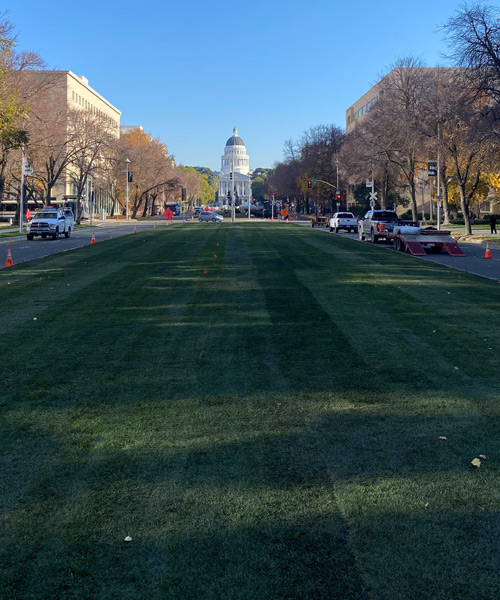 New sod placed on central lawn of Capitol Mall parkway in Sacramento, CA.