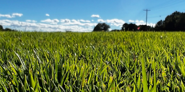 Medium-fine texture, warm-season Lobo™ zoysiagrass available at Stockton, CA farm. 